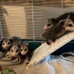 baby opossums