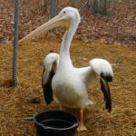 Pelican (3)