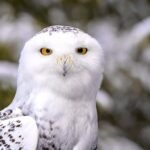 snowy owl 3