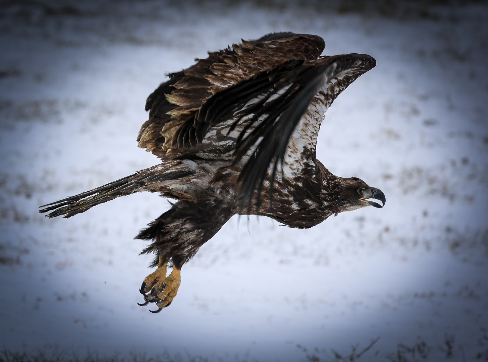12/5/23 - Juvenile Bald Eagle